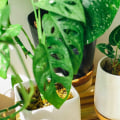 Elevate Indoor Air Quality Naturally: Best Indoor Plants for Air Filtering and Purification