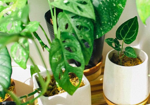 Elevate Indoor Air Quality Naturally: Best Indoor Plants for Air Filtering and Purification